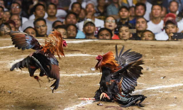 Đá Gà Kubet – Điểm Hẹn Hấp Dẫn Cho Anh Em Đam Mê Chọi Kê kubet 🎖 ku casino đăng ký kubet đăng nhập ku 24/7